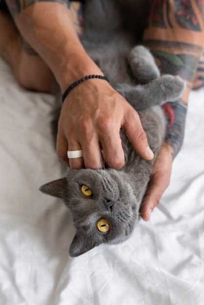 Is Your Cat’s Heart Built for Buzz? DIY 30-Second Pulse Check Before First Pill–No Stethoscope Needed