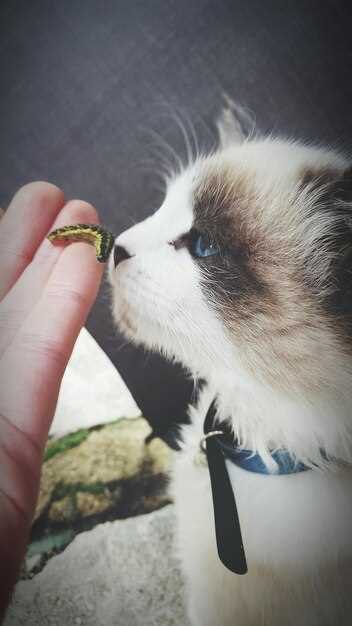 Provigil for cats