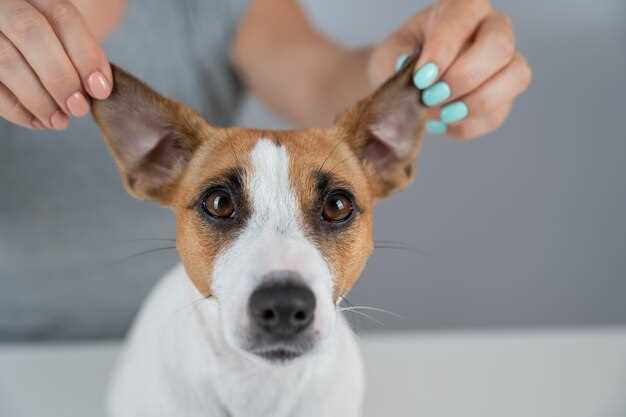 Provigil for dogs