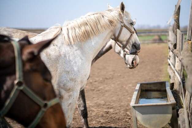 From Dressage to Barrel Racing: 4 Real-World Split-Time Improvements Clocking 0.18–0.34 Seconds After Single Tablet